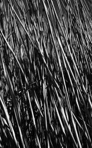 Preview wallpaper grass, stems, shadow, bw