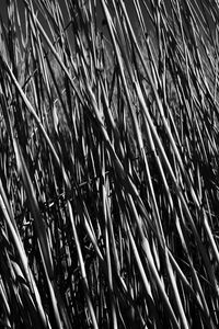 Preview wallpaper grass, stems, shadow, bw