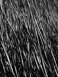 Preview wallpaper grass, stems, shadow, bw