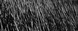 Preview wallpaper grass, stems, shadow, bw