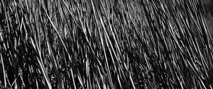 Preview wallpaper grass, stems, shadow, bw