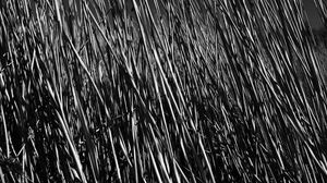 Preview wallpaper grass, stems, shadow, bw