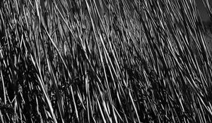 Preview wallpaper grass, stems, shadow, bw