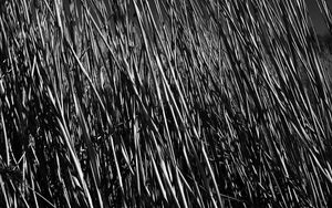 Preview wallpaper grass, stems, shadow, bw