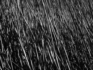 Preview wallpaper grass, stems, shadow, bw