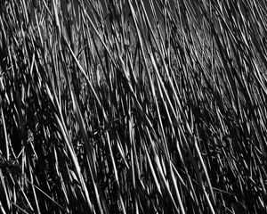 Preview wallpaper grass, stems, shadow, bw