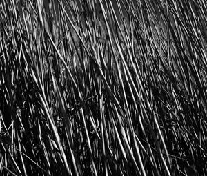 Preview wallpaper grass, stems, shadow, bw