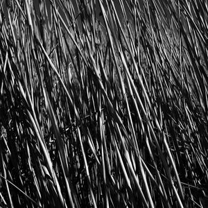 Preview wallpaper grass, stems, shadow, bw