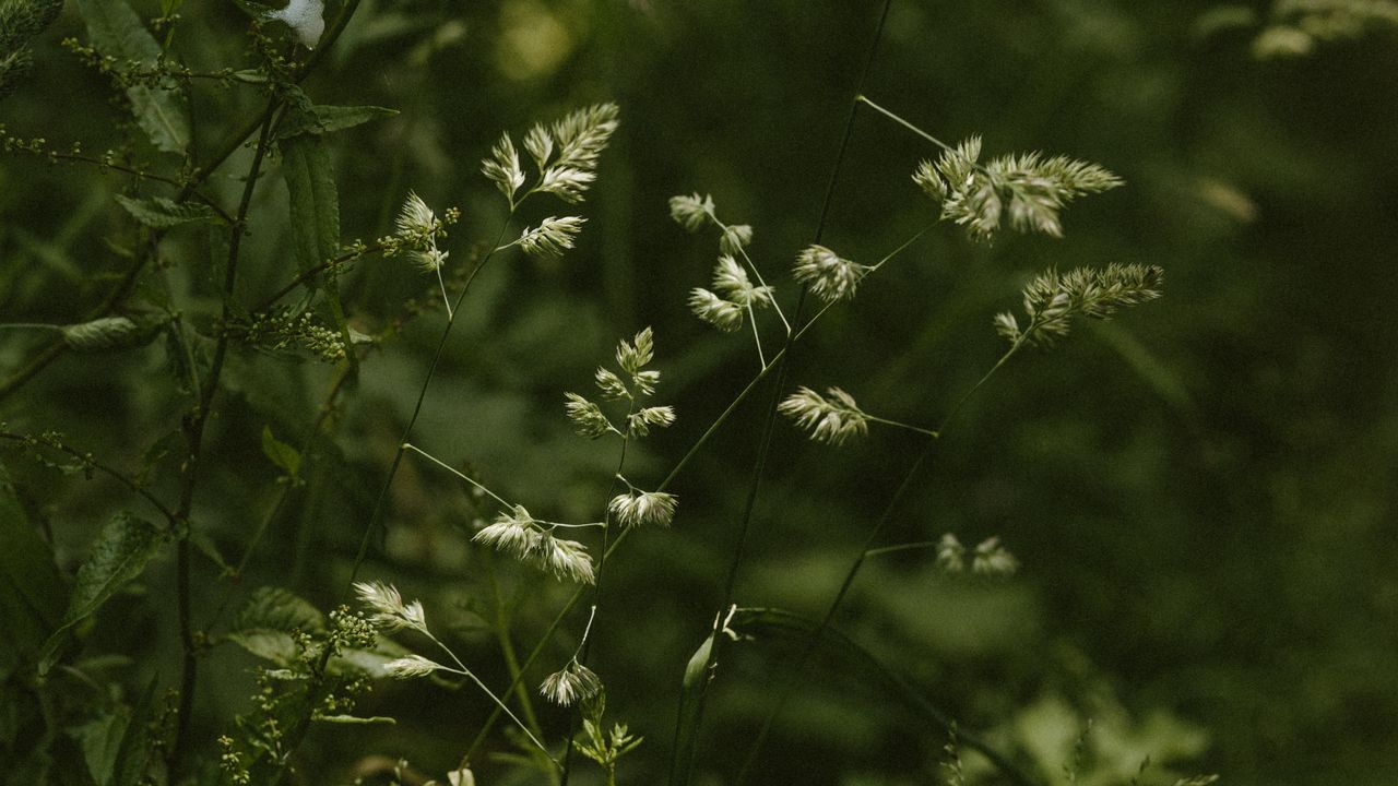 Wallpaper grass, stems, spikelets, green, plants, wild