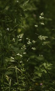 Preview wallpaper grass, stems, spikelets, green, plants, wild