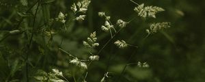 Preview wallpaper grass, stems, spikelets, green, plants, wild