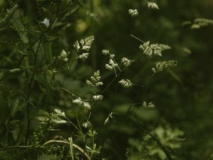 Preview wallpaper grass, stems, spikelets, green, plants, wild