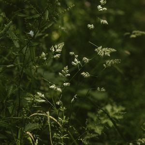 Preview wallpaper grass, stems, spikelets, green, plants, wild