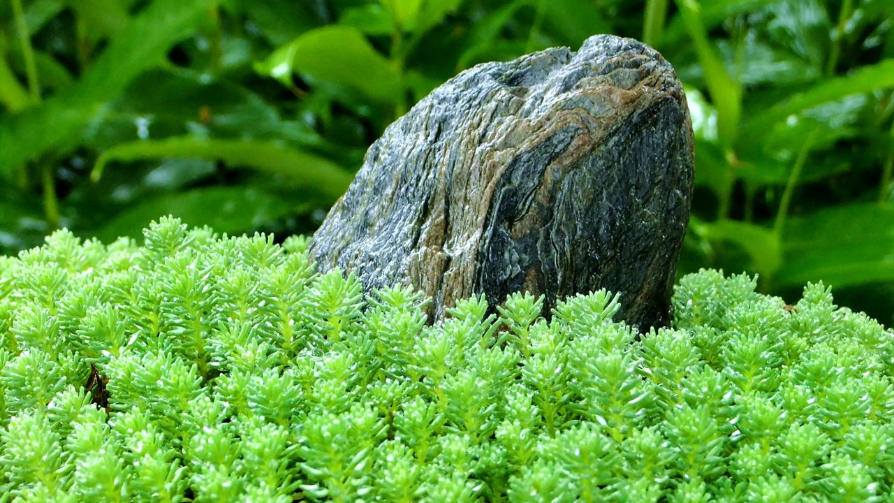 Wallpaper grass, stone, green