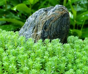 Preview wallpaper grass, stone, green