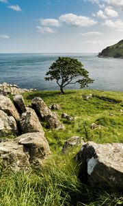 Preview wallpaper grass, stones, tree, sea, nature