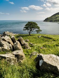 Preview wallpaper grass, stones, tree, sea, nature