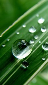 Preview wallpaper grass, strip, dew, drop