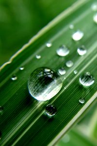 Preview wallpaper grass, strip, dew, drop