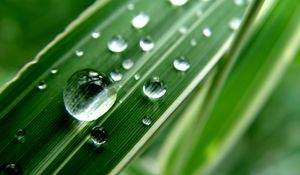 Preview wallpaper grass, strip, dew, drop