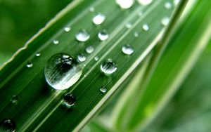 Preview wallpaper grass, strip, dew, drop