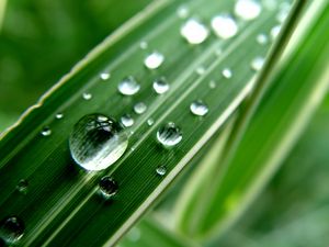 Preview wallpaper grass, strip, dew, drop