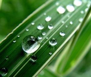 Preview wallpaper grass, strip, dew, drop