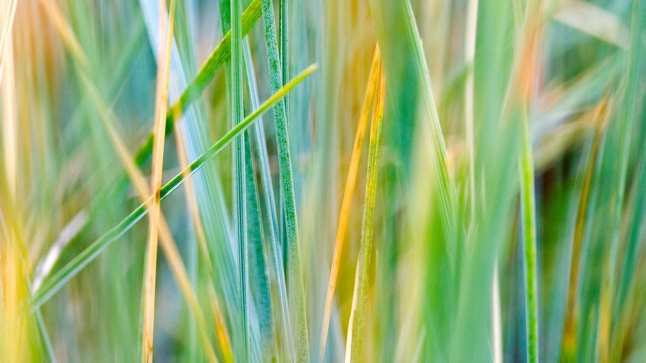 Wallpaper grass, striped, dry