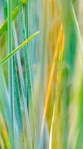 Preview wallpaper grass, striped, dry