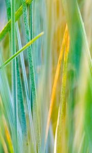 Preview wallpaper grass, striped, dry