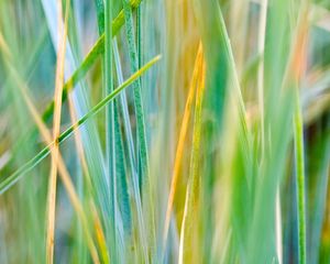 Preview wallpaper grass, striped, dry