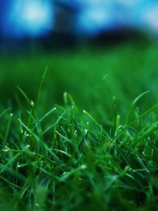 Preview wallpaper grass, summer, lawn