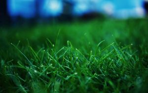 Preview wallpaper grass, summer, lawn