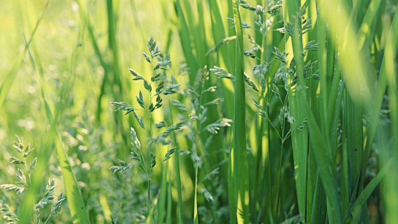 Wallpaper grass, summer, leaves