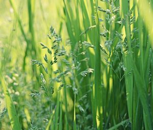 Preview wallpaper grass, summer, leaves