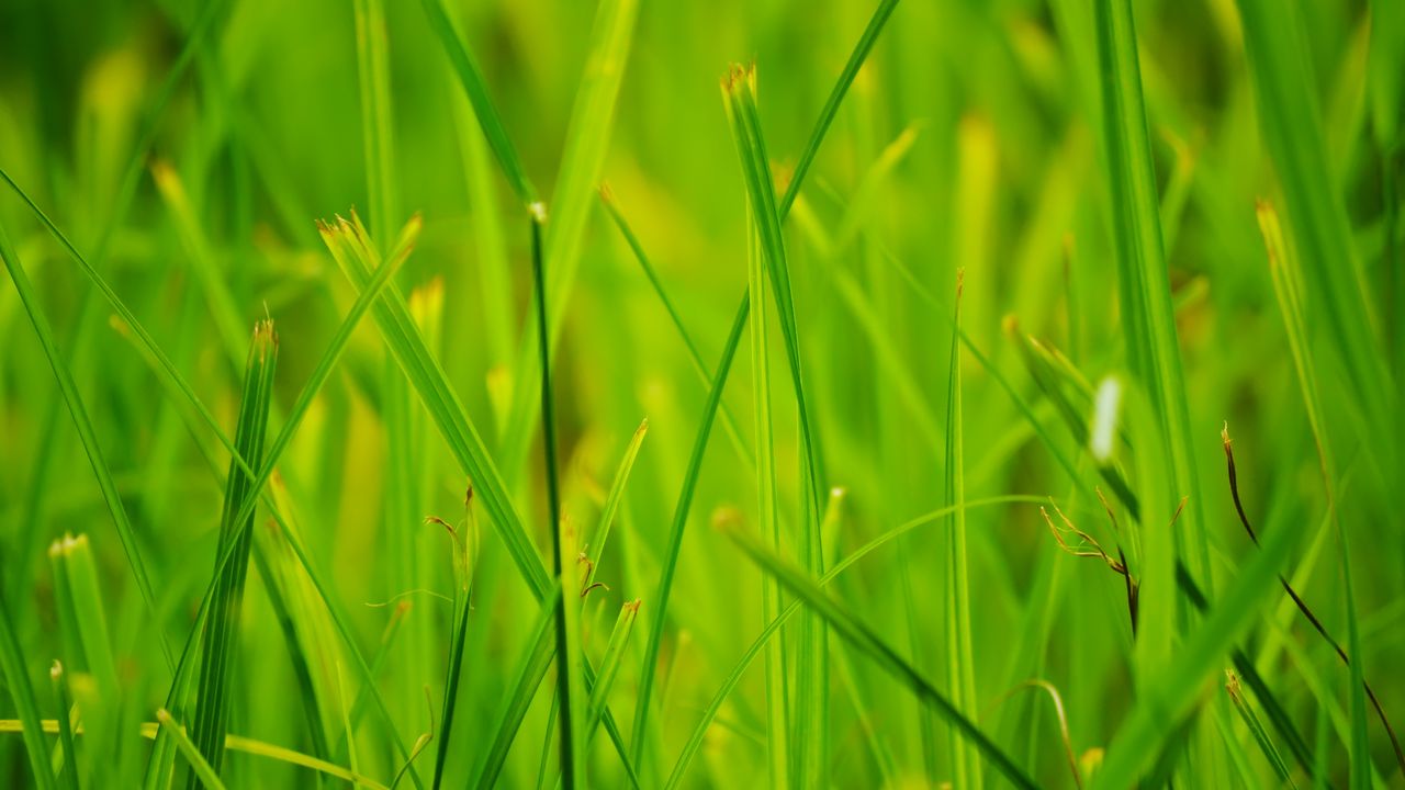 Wallpaper grass, summer, nature, close-up