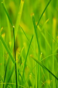 Preview wallpaper grass, summer, nature, close-up