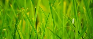 Preview wallpaper grass, summer, nature, close-up