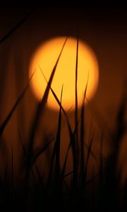 Preview wallpaper grass, sun, dark, dusk, sunset