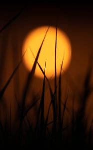 Preview wallpaper grass, sun, dark, dusk, sunset