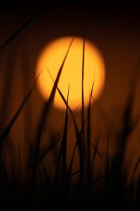 Preview wallpaper grass, sun, dark, dusk, sunset