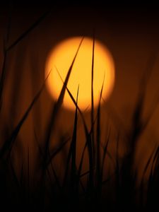 Preview wallpaper grass, sun, dark, dusk, sunset