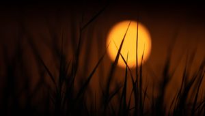 Preview wallpaper grass, sun, dark, dusk, sunset
