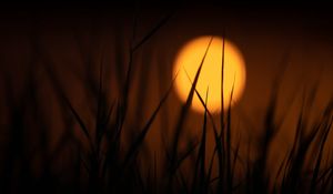 Preview wallpaper grass, sun, dark, dusk, sunset
