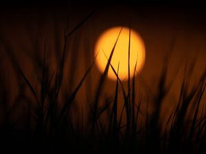 Preview wallpaper grass, sun, dark, dusk, sunset