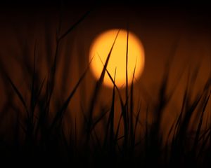 Preview wallpaper grass, sun, dark, dusk, sunset