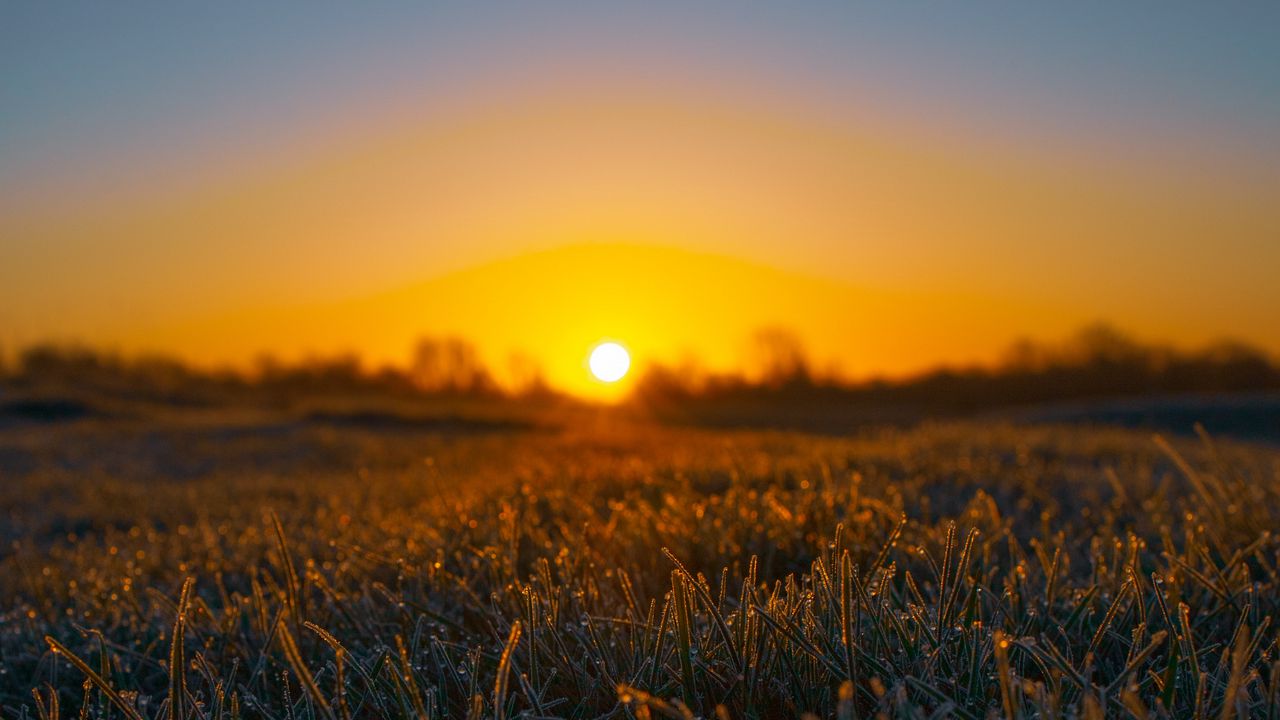 Wallpaper grass, sun, frost, drops, wet, macro