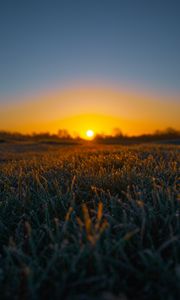 Preview wallpaper grass, sun, frost, drops, wet, macro