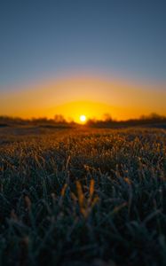 Preview wallpaper grass, sun, frost, drops, wet, macro