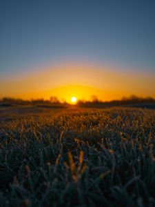 Preview wallpaper grass, sun, frost, drops, wet, macro